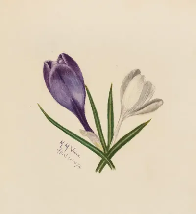 Crocuses 4