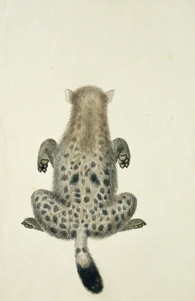 Crocuta Crocuta Spotted Hyena