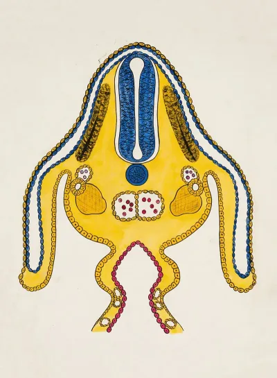 Cross Section Of Embryonic Stage