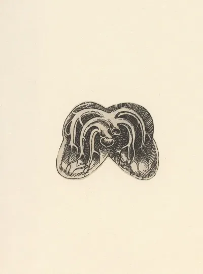 Cross Section Of Lungs