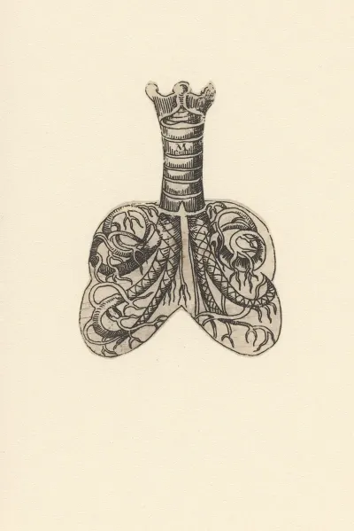 Cross Section Of Trachea And Lungs