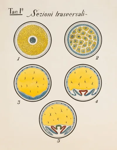 Cross Sections Of Developmental Stages