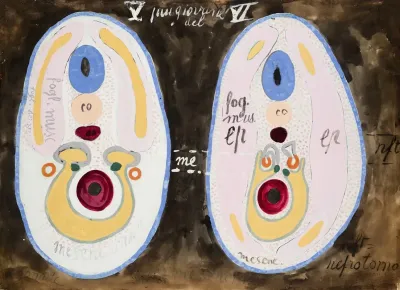 Cross Sections Of Embryonic Development