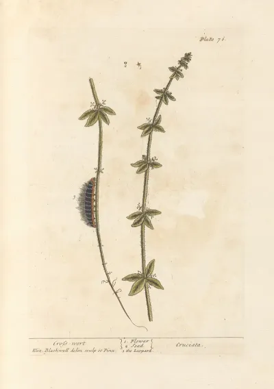 Cross Wort