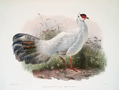 Crossoptilon Drouynii 2