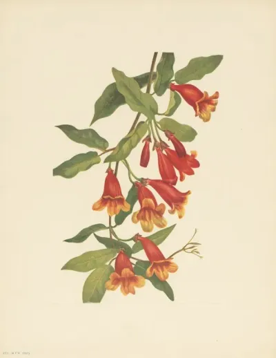 Crossvine Anisostichus Capreolatus 3