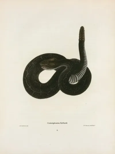 Crotalophorus Kirtlandi