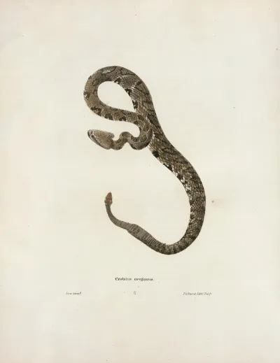 Crotalus Oregonus