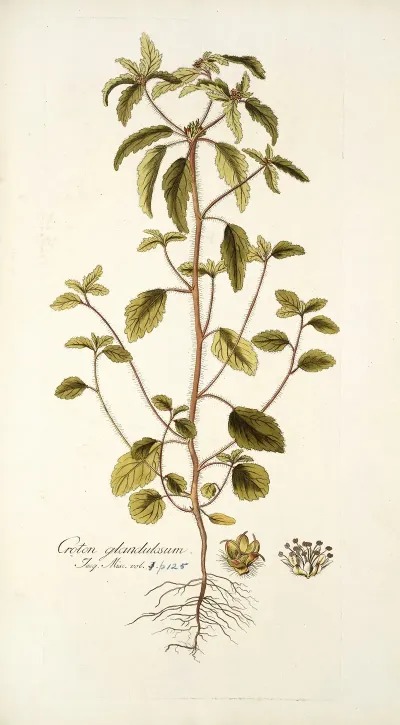 Croton Glandulosum