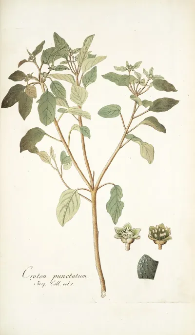 Croton Punctatum