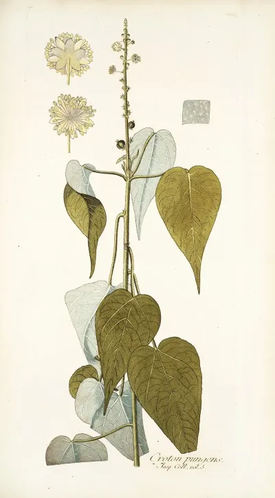 Croton Pungens