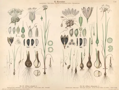 Crow Garlic Wild Garlic Field Garlic Wild Garlic