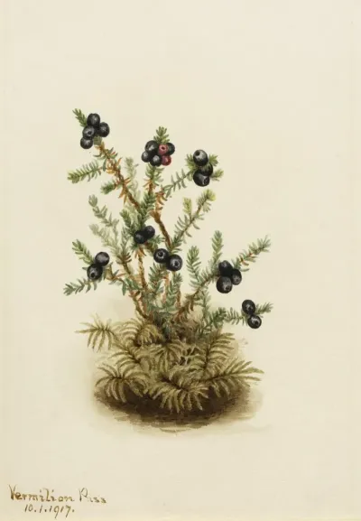 Crowberry Empetrum Nigrum 2