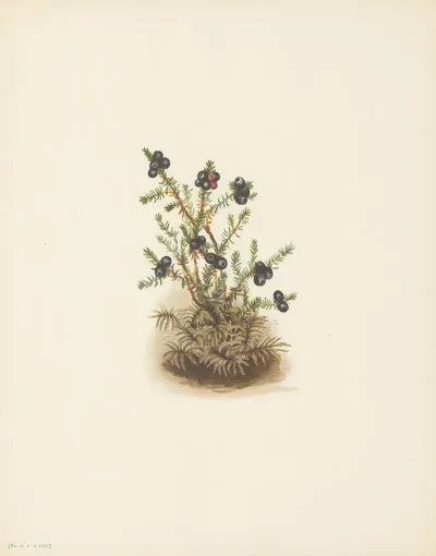 Crowberry Empetrum Nigrum 3