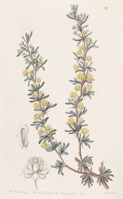 Crowberry Leaved Berberry