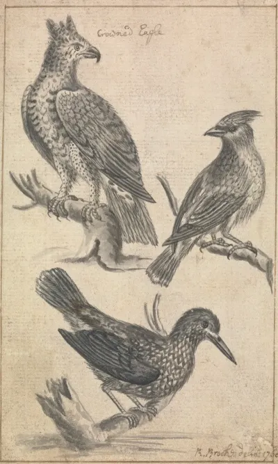Crowned Eagle And Two Birds