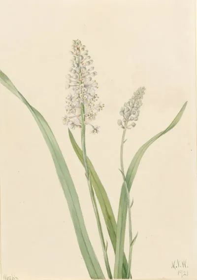 Crowpoison Chrosperma Muscaetoxicum 2