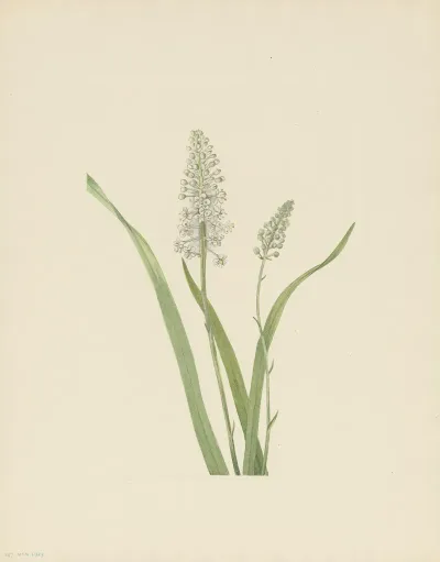 Crowpoison Chrosperma Muscaetoxicum 3