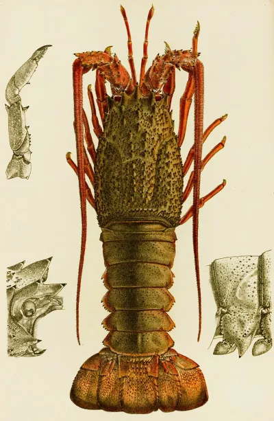 Crustacea I