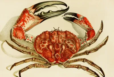 Crustacea Iv