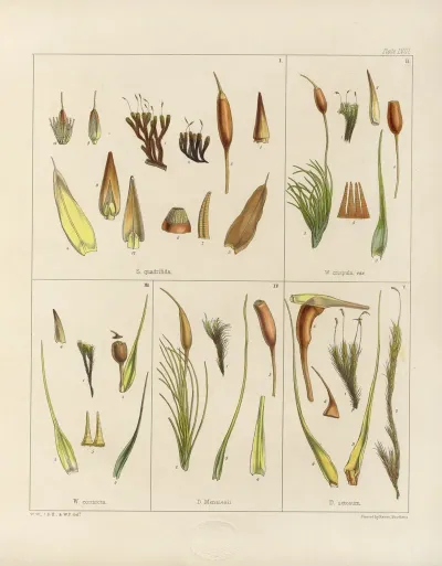 Cryptogamic Botany Of The Antarctic Voyage Of H M Discovery Ships Erebus And Terror In The Years 1839 Pl 02