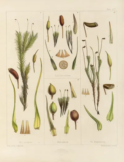 Cryptogamic Botany Of The Antarctic Voyage Of H M Discovery Ships Erebus And Terror In The Years 1839 Pl 03