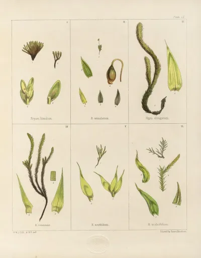 Cryptogamic Botany Of The Antarctic Voyage Of H M Discovery Ships Erebus And Terror In The Years 1839 Pl 04