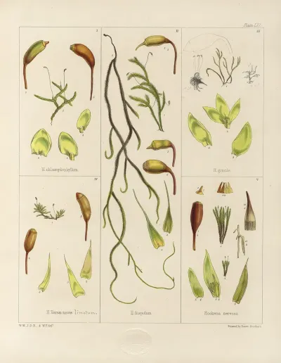 Cryptogamic Botany Of The Antarctic Voyage Of H M Discovery Ships Erebus And Terror In The Years 1839 Pl 05