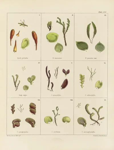 Cryptogamic Botany Of The Antarctic Voyage Of H M Discovery Ships Erebus And Terror In The Years 1839 Pl 06