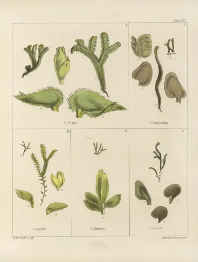 Cryptogamic Botany Of The Antarctic Voyage Of H M Discovery Ships Erebus And Terror In The Years 1839 Pl 07