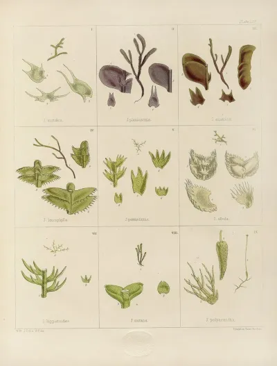 Cryptogamic Botany Of The Antarctic Voyage Of H M Discovery Ships Erebus And Terror In The Years 1839 Pl 09