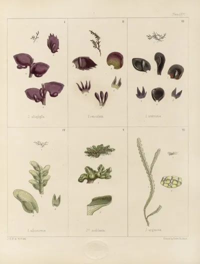 Cryptogamic Botany Of The Antarctic Voyage Of H M Discovery Ships Erebus And Terror In The Years 1839 Pl 10