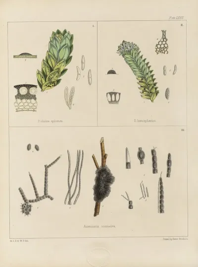 Cryptogamic Botany Of The Antarctic Voyage Of H M Discovery Ships Erebus And Terror In The Years 1839 Pl 11