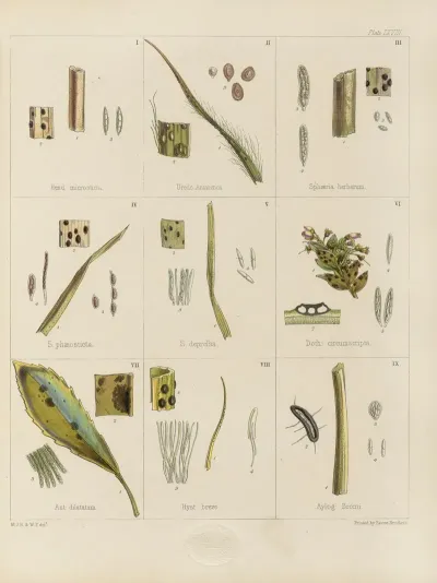 Cryptogamic Botany Of The Antarctic Voyage Of H M Discovery Ships Erebus And Terror In The Years 1839 Pl 12