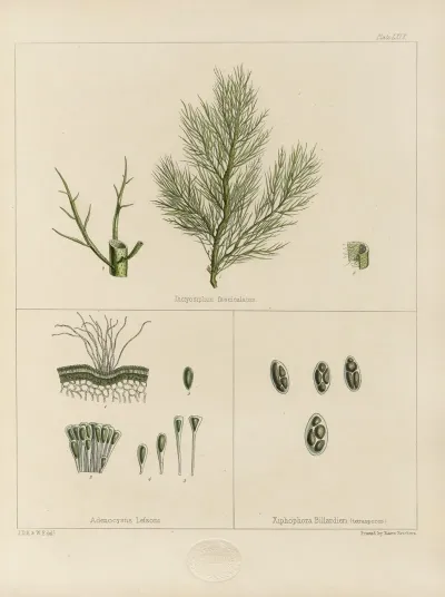 Cryptogamic Botany Of The Antarctic Voyage Of H M Discovery Ships Erebus And Terror In The Years 1839 Pl 13