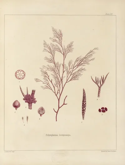 Cryptogamic Botany Of The Antarctic Voyage Of H M Discovery Ships Erebus And Terror In The Years 1839 Pl 14