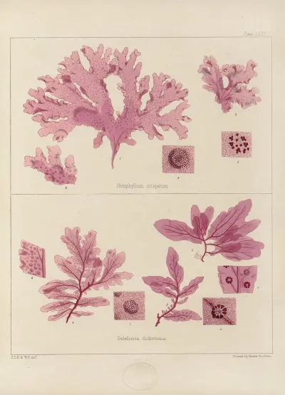 Cryptogamic Botany Of The Antarctic Voyage Of H M Discovery Ships Erebus And Terror In The Years 1839 Pl 15