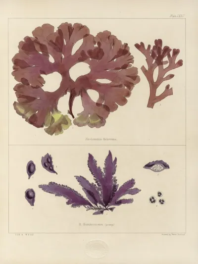Cryptogamic Botany Of The Antarctic Voyage Of H M Discovery Ships Erebus And Terror In The Years 1839 Pl 16