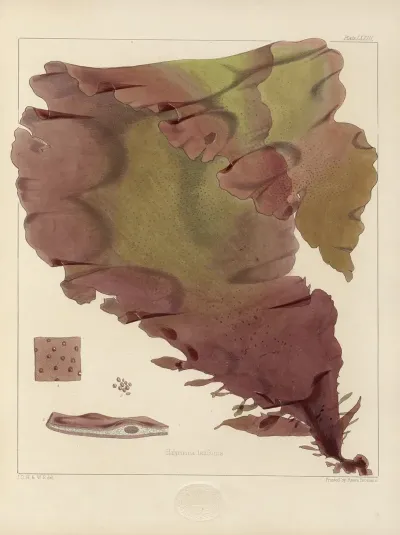 Cryptogamic Botany Of The Antarctic Voyage Of H M Discovery Ships Erebus And Terror In The Years 1839 Pl 17