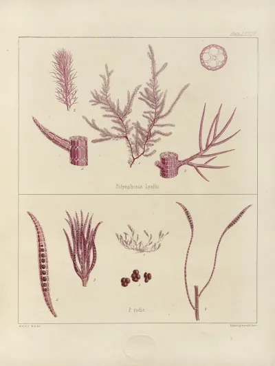Cryptogamic Botany Of The Antarctic Voyage Of H M Discovery Ships Erebus And Terror In The Years 1839 Pl 18