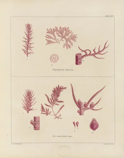 Cryptogamic Botany Of The Antarctic Voyage Of H M Discovery Ships Erebus And Terror In The Years 1839 Pl 19