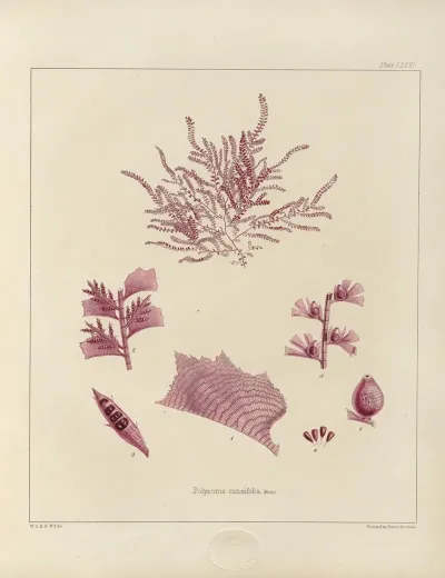 Cryptogamic Botany Of The Antarctic Voyage Of H M Discovery Ships Erebus And Terror In The Years 1839 Pl 20