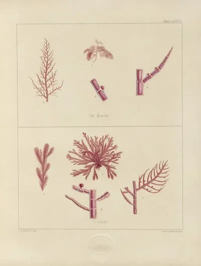 Cryptogamic Botany Of The Antarctic Voyage Of H M Discovery Ships Erebus And Terror In The Years 1839 Pl 22