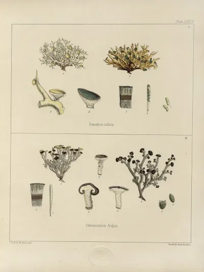 Cryptogamic Botany Of The Antarctic Voyage Of H M Discovery Ships Erebus And Terror In The Years 1839 Pl 23