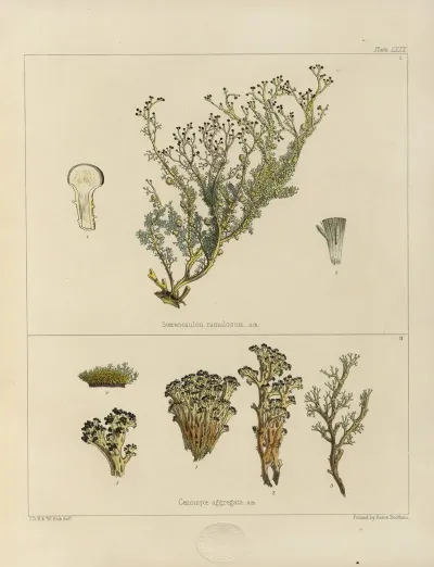 Cryptogamic Botany Of The Antarctic Voyage Of H M Discovery Ships Erebus And Terror In The Years 1839 Pl 24