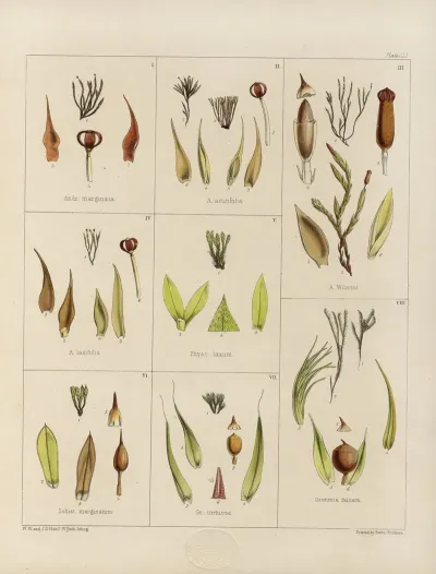 Cryptogamic Botany Of The Antarctic Voyage Of H M Discovery Ships Erebus And Terror In The Years 1839 Pl 25
