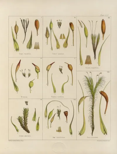 Cryptogamic Botany Of The Antarctic Voyage Of H M Discovery Ships Erebus And Terror In The Years 1839 Pl 26