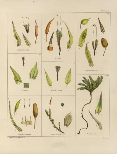 Cryptogamic Botany Of The Antarctic Voyage Of H M Discovery Ships Erebus And Terror In The Years 1839 Pl 27