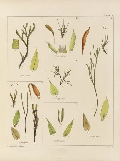 Cryptogamic Botany Of The Antarctic Voyage Of H M Discovery Ships Erebus And Terror In The Years 1839 Pl 28