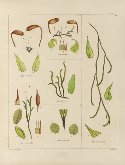 Cryptogamic Botany Of The Antarctic Voyage Of H M Discovery Ships Erebus And Terror In The Years 1839 Pl 29